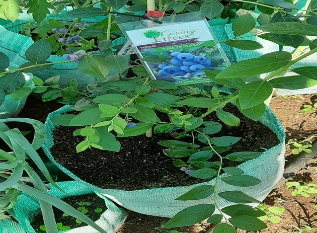 tree bags