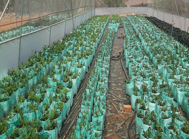 tree bags