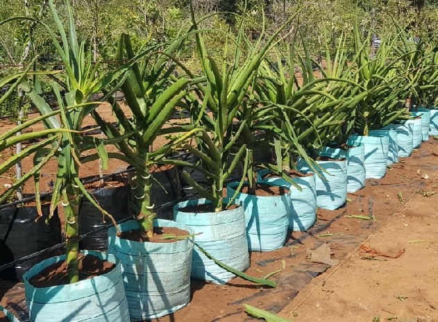 tree bags