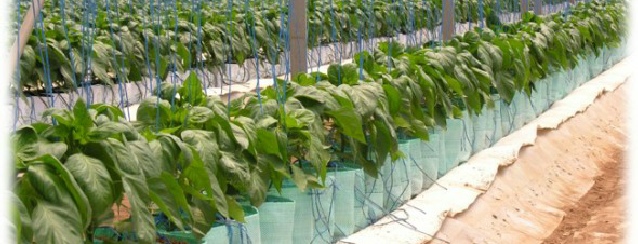 tree bags