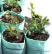 tree bags